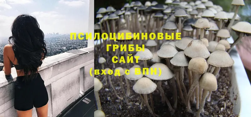 Галлюциногенные грибы MAGIC MUSHROOMS  Медынь 